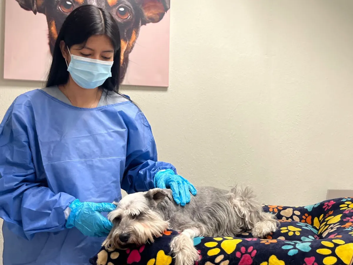 Integrante del equipo de COV Guadalajara con bata y guantes acompañando a un schnauzer durante una sesión de quimioterapia