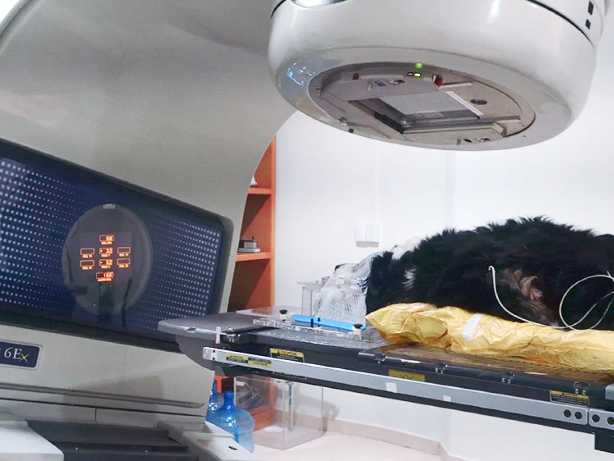 Paciente canino bajo el acelerador lineal en el búnker de radioterapia de COV Guadalajara