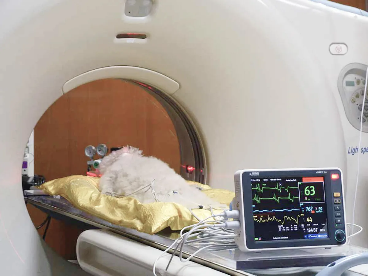 Paciente canino dentro del tomógrafo General Electric Light Speed Plus de COV Guadalajara, con monitoreo de signos vitales