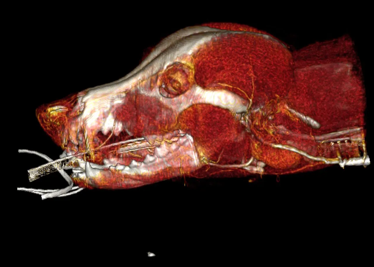 Tomografía veterinaria