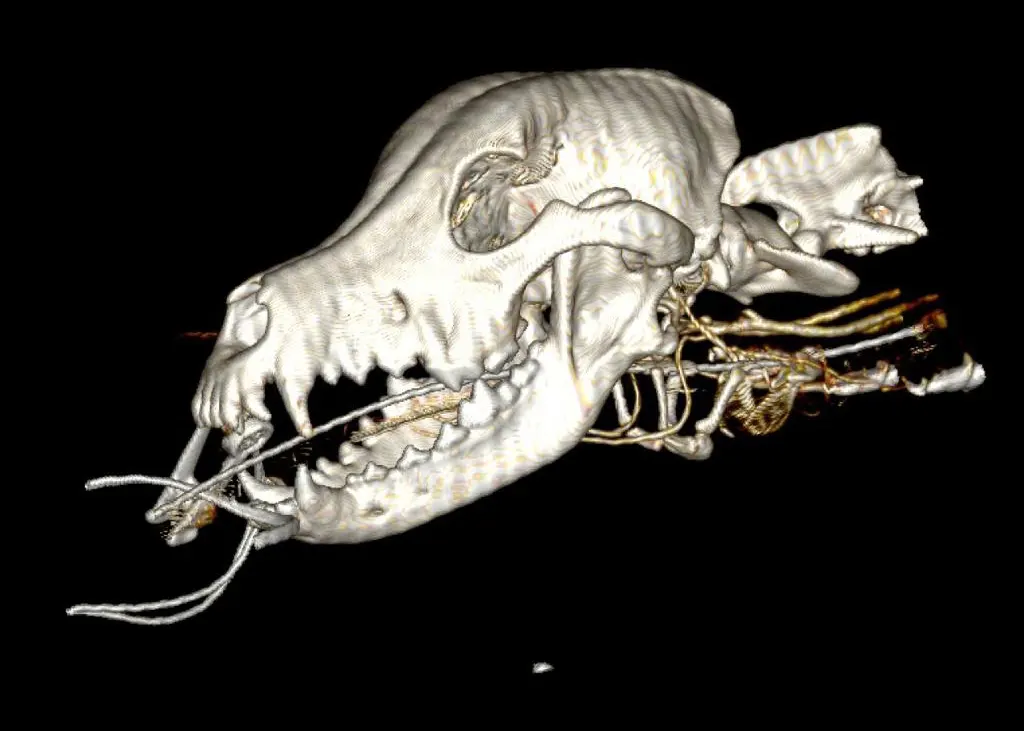 Tomografía veterinaria