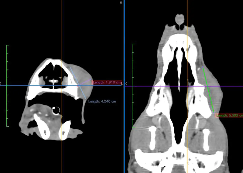 Tomografía_veterinaria_14