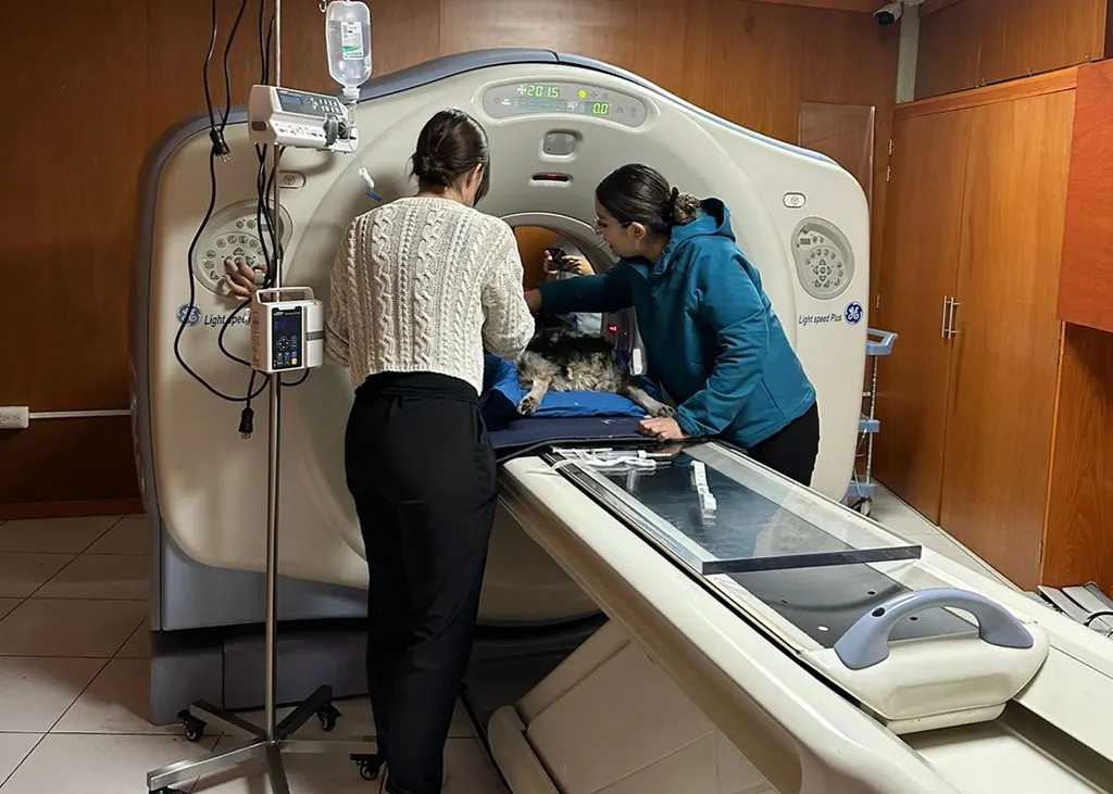 Tomografía veterinaria