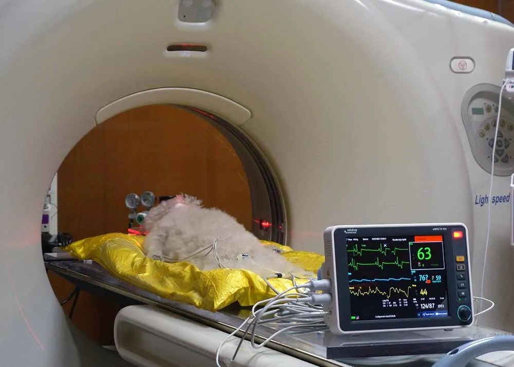 Tomografía-veterinaria-clinica-oncologica-veterinaria-guadalajara-4